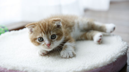 『ネコナデ』 -(C) 『ネコナデ』製作委員会