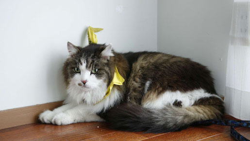 『ネコナデ』 -(C) 『ネコナデ』製作委員会