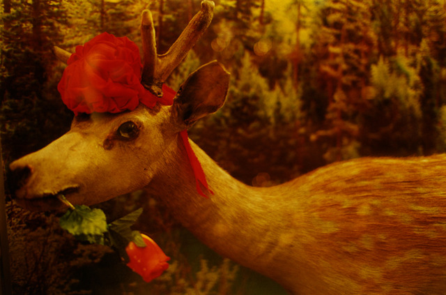 「noir」2010 &copy; mika ninagawa, Courtesy of Tomio Koyama Gallery