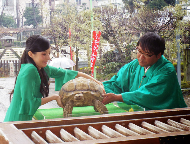 ベッキー＆飼い亀のガラパゴス君＆カンニング竹山／『ミュータント・タートルズ』ヒット祈願 in 亀戸天神