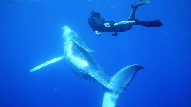 ドキュメンタリー「伊藤英明が大接近！奇跡の海のザトウクジラ ～いのちの星の親子たち～」CBCテレビ