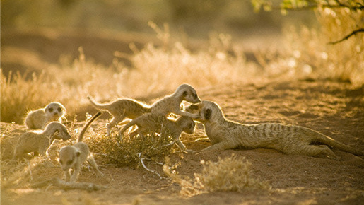 『ミーアキャット』 -Yaffle Films (Meerkats) Limited (C) 2007