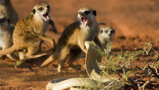 『ミーアキャット』 -Yaffle Films (Meerkats) Limited (C) 2007