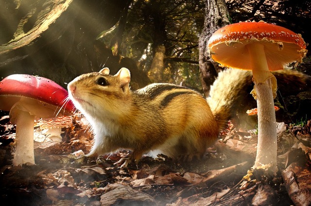 『小さな世界はワンダーランド』　(C)BBC 2014