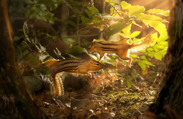 『小さな世界はワンダーランド』　(C)BBC 2014