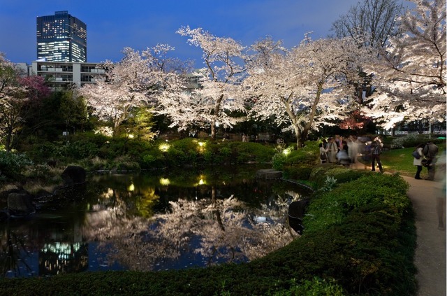 六本木ヒルズと毛利庭園の夜桜。