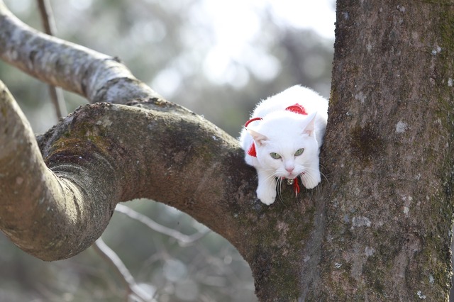 玉之丞（あなごちゃん）／「猫侍 SEASON 2」 (C) 2015「続・猫侍」製作委員会