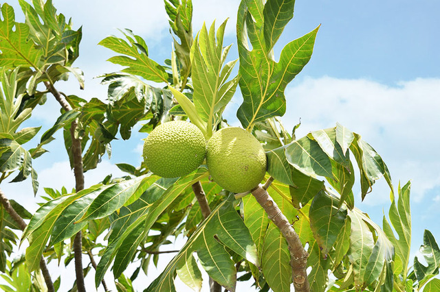 オーガニック・ファーム＆ショッピング体験