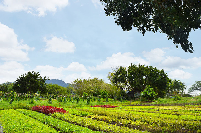 オーガニック・ファーム＆ショッピング体験