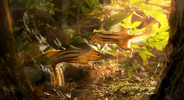 『小さな世界はワンダーランド』　(C)BBC 2014