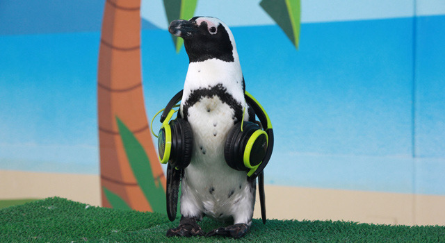 「海の動物たちのショー～ＤＪペンギンのサマーナイトフェス２０１５～」／横浜・八景島シーパラダイス夏休み特別イベント「アイランドサマー’15」