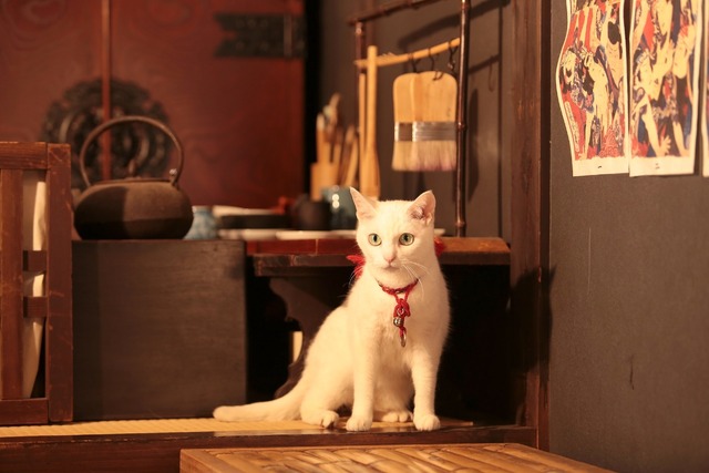 「いやし猫DVD猫侍　玉之丞ときどき春馬」 (C)2015「続・猫侍」製作委員会