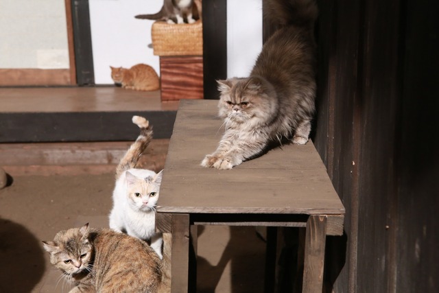 「いやし猫DVD猫侍　玉之丞ときどき春馬」 (C)2015「続・猫侍」製作委員会