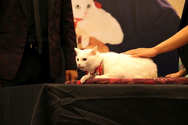 現地の白猫シャドウちゃん／『猫侍　南の島へ行く』台湾プレミア　(C)2015「続・猫侍」製作委員会