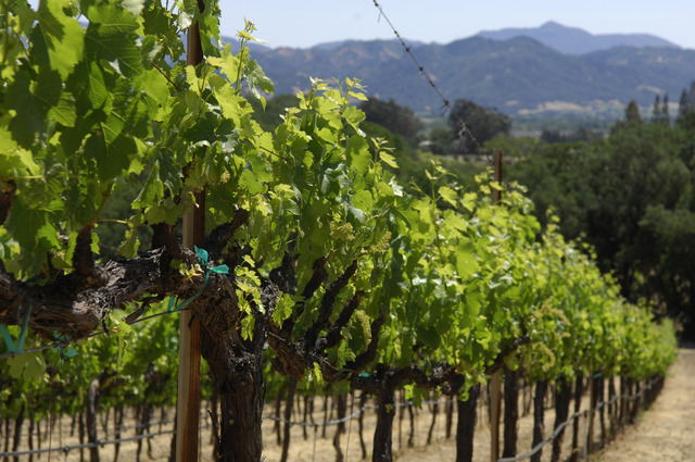 映画界の巨匠フランシス・フォード・コッポラが手掛けるワイナリー「フランシス・フォード・コッポラ・ワイナリー」。