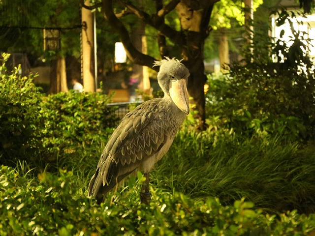 園内風景（ハチビロコウ）／上野動物園　写真：（公財）東京動物園協会