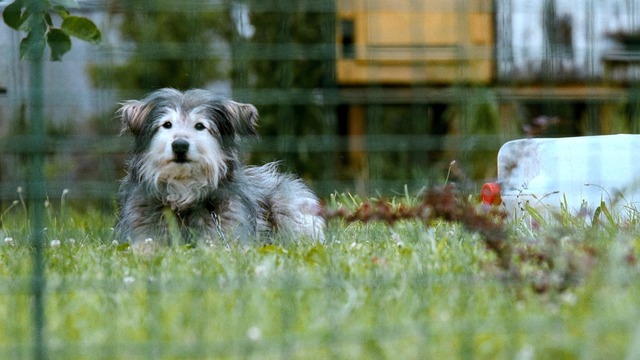 『クーキー』 (C)2010 (C)Biograf　Jan Sveraｋ, Phoenix Film investments, Ceska_