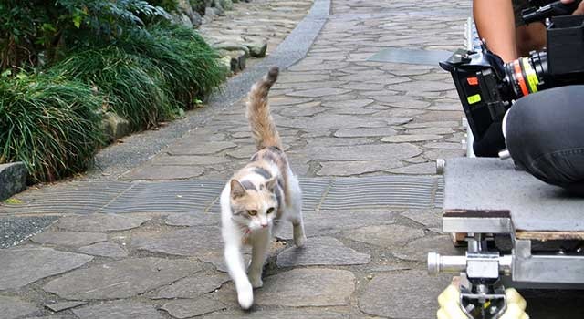 『先生と迷い猫』 - (C) 2015「先生と迷い猫」製作委員会