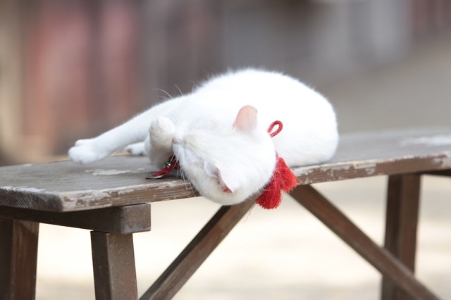 あなご／『猫侍　南の島へ行く』(C)2015「続・猫侍」製作委員会