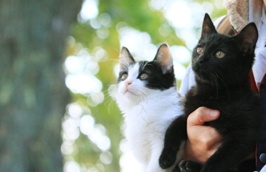 映画『猫なんかよんでもこない。』公開記念イベント「一日だけの猫映画祭」