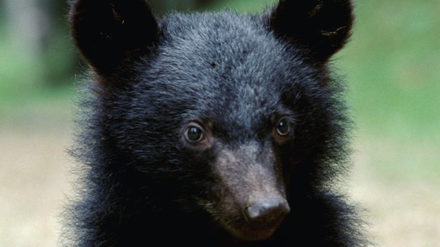 auの新CM「もうひとつの鬼退治」篇