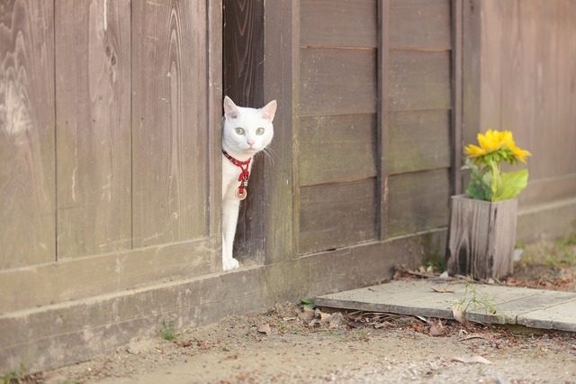 『猫侍　南の島へ行く』(C)2015「続・猫侍」製作委員会