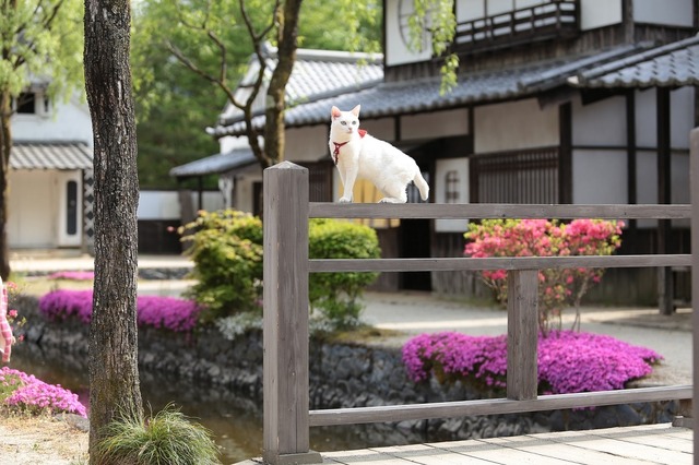 『猫侍　南の島へ行く』(C)2015「続・猫侍」製作委員会