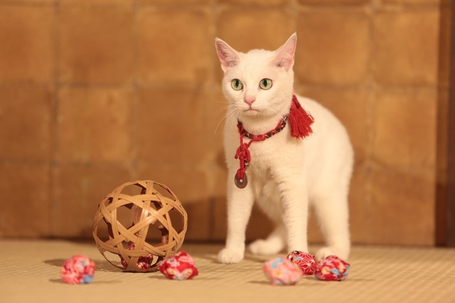 『猫侍　南の島へ行く』(C)2015「続・猫侍」製作委員会