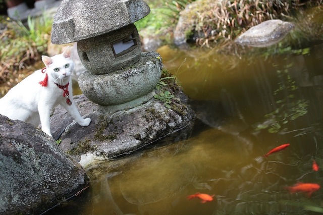 『猫侍　南の島へ行く』(C)2015「続・猫侍」製作委員会