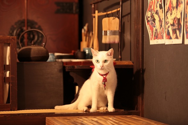 『猫侍　南の島へ行く』(C)2015「続・猫侍」製作委員会