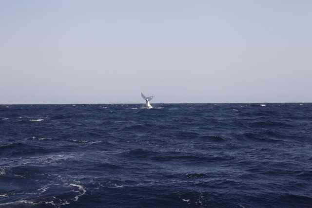 ホエールウォッチング