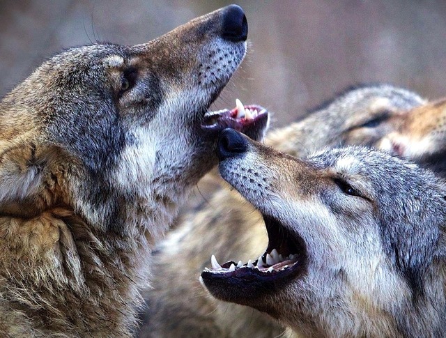 『シーズンズ　2万年の地球旅行』　- (C)2015 Galatee Films - Pathe Production - France 2 Cinema - Pandora Film - Invest Image 3 - Rhone-Alpes Cinema - Winds - Pierre et Vacances