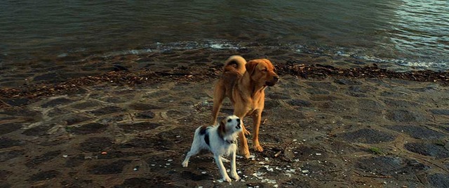 『ホワイト・ゴッド　少女と犬の狂詩曲』　2014（C）Proton Cinema, Pola Pandora, Chimney