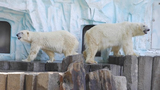 上野で仲良く暮らす、ユキオ（オス）とレイコ（メス）