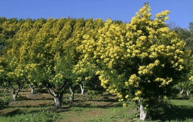 南仏の一大イベント！甘い香り放つ『ミモザ祭り』