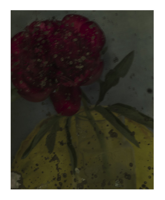 Avant derniere pivoine (Last but one peony), 2011
