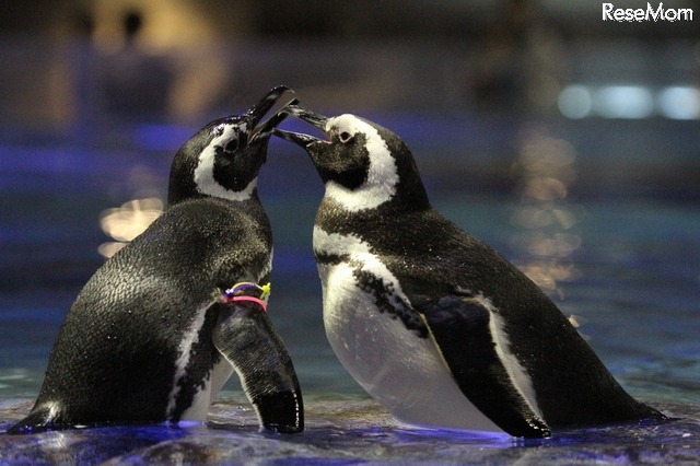 恋の季節真っ只中のペンギンたち （写真提供：すみだ水族館）