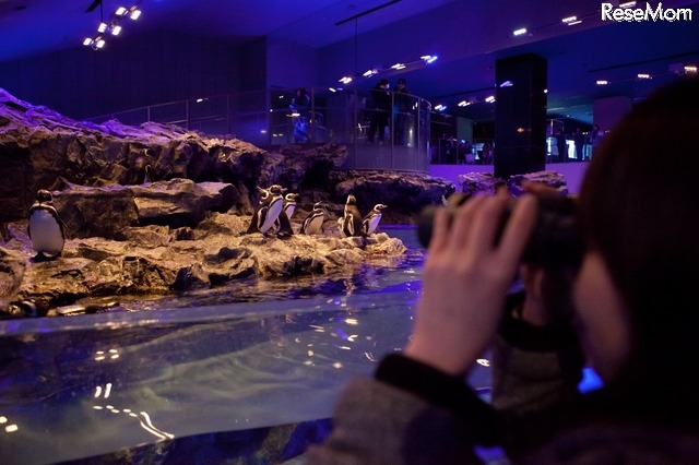 ペンギンワッチ （写真提供：すみだ水族館）