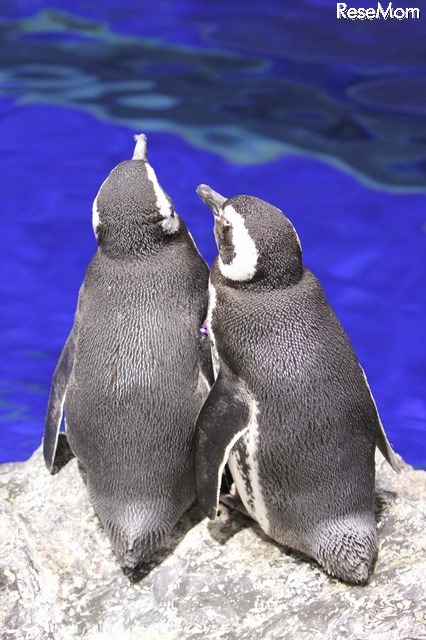 グレープ×ヨモギ （写真提供：すみだ水族館）