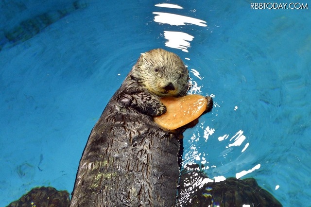 ラッコのバレンタイン