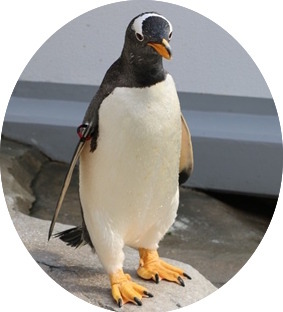 ジェンツーペンギン／「仙台うみの杜水族館」