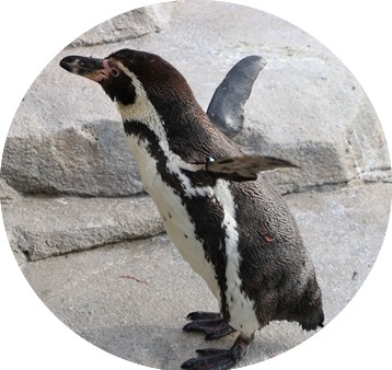 フンボルトペンギン／「仙台うみの杜水族館」