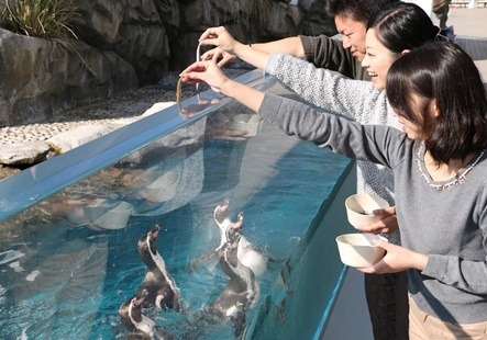 「ペンギンフィーディングタイム」／「仙台うみの杜水族館」