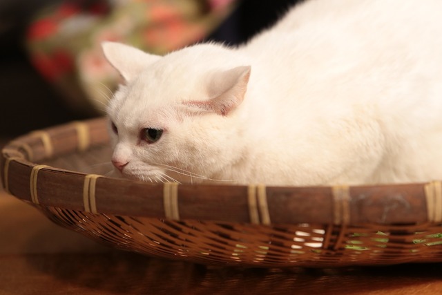 「猫侍 いやし猫DVD まるっと玉之丞」未公開写真　ｰ(C)2016「猫侍SP」製作委員会