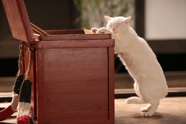 「猫侍 いやし猫DVD まるっと玉之丞」未公開写真　ｰ(C)2016「猫侍SP」製作委員会