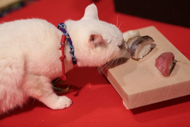 「猫侍 いやし猫DVD まるっと玉之丞」未公開写真　ｰ(C)2016「猫侍SP」製作委員会