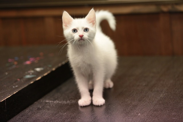 「猫侍 いやし猫DVD まるっと玉之丞」未公開写真　ｰ(C)2016「猫侍SP」製作委員会