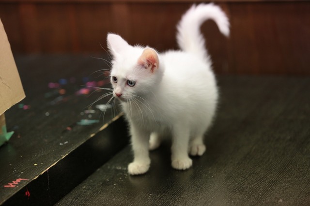 「猫侍 いやし猫DVD まるっと玉之丞」未公開写真　ｰ(C)2016「猫侍SP」製作委員会