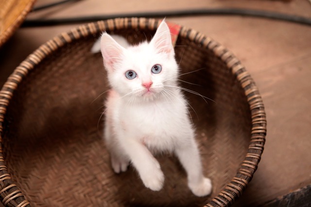 「猫侍 いやし猫DVD まるっと玉之丞」未公開写真　ｰ(C)2016「猫侍SP」製作委員会