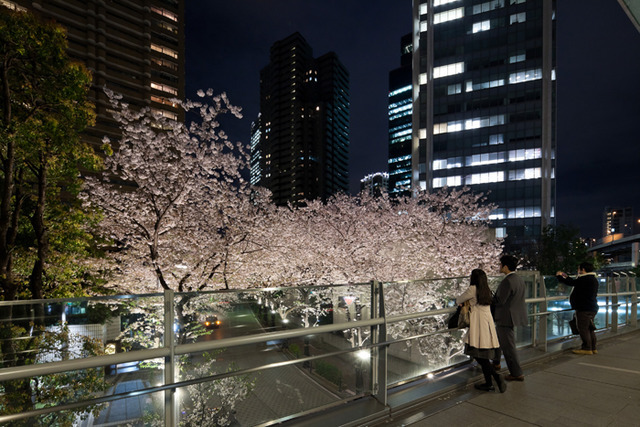 3月下旬から4月の中旬の期間は、17時から22時までライトアップもされる予定